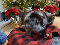 Maverick, a male Australian Shepherd for sale in Burlington, CT – Photo 7 of 10