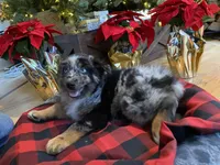Maverick, a male Australian Shepherd for sale in Burlington, CT – Photo 2 of 10