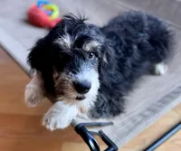 Tink, a female Aussiedoodle for sale in Burlington, CT – Photo 1 of 8