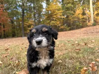 Tink, a female Aussiedoodle for sale in Burlington, CT – Photo 6 of 8