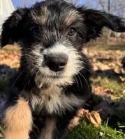 Tink, a female Aussiedoodle for sale in Burlington, CT – Photo 2 of 8