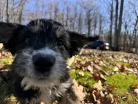 Tink, a female Aussiedoodle for sale in Burlington, CT – Photo 4 of 8