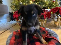 Champ, a male Australian Shepherd for sale in Burlington, CT – Photo 5 of 5