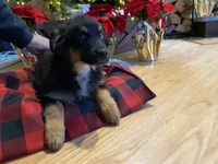 Champ, a male Australian Shepherd for sale in Burlington, CT – Photo 4 of 5