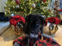 Champ, a male Australian Shepherd for sale in Burlington, CT – Photo 1 of 5