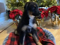 Champ, a male Australian Shepherd for sale in Burlington, CT – Photo 2 of 5