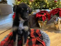 Champ, a male Australian Shepherd for sale in Burlington, CT – Photo 3 of 5