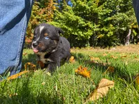 Ranger , a male Australian Shepherd for sale in Burlington, CT – 4 of 10