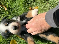 Ranger, a male Australian Shepherd for sale in Burlington, CT – 4 of 10