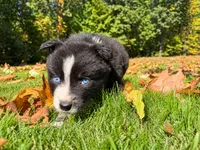 dash, a male Australian Shepherd for sale in Burlington, CT – 4 of 10