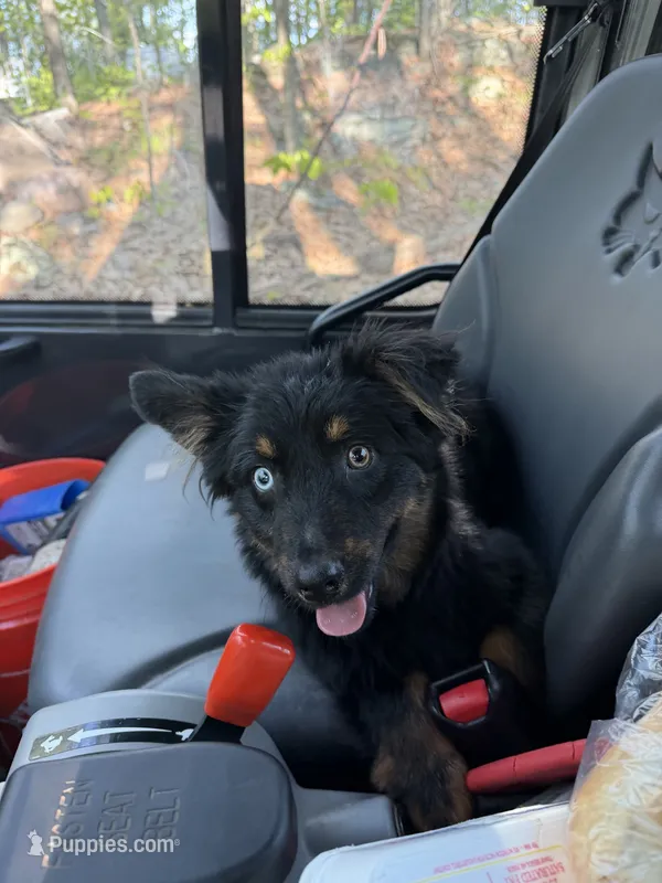Bear – Australian Shepherd puppy for sale in Burlington, CT