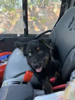 Bear, a male Australian Shepherd for sale in Burlington, CT – 1 of 8