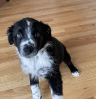 Pebbles, a female Australian Shepherd for sale in Burlington, CT – Photo 3 of 10