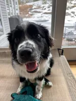 Pebbles, a female Australian Shepherd for sale in Burlington, CT – Photo 1 of 10