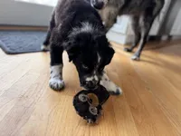 Pebbles, a female Australian Shepherd for sale in Burlington, CT – Photo 5 of 10