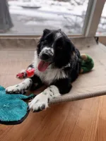 Pebbles, a female Australian Shepherd for sale in Burlington, CT – Photo 10 of 10