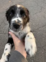 Pebbles, a female Australian Shepherd for sale in Burlington, CT – Photo 4 of 10