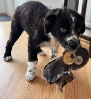 Pebbles, a female Australian Shepherd for sale in Burlington, CT – Photo 2 of 10