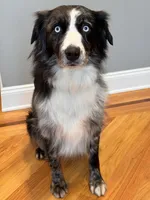 Pebbles, a female Australian Shepherd for sale in Burlington, CT – Photo 7 of 10