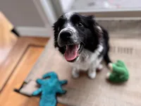 Pebbles, a female Australian Shepherd for sale in Burlington, CT – Photo 9 of 10