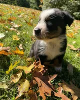 Ranger, a male Australian Shepherd for sale in Burlington, CT – 6 of 10