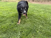 Chloe, a female Australian Shepherd for sale in Burlington, CT – 8 of 10