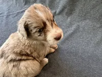 Sienna, a female Aussiedoodle for sale in Burlington, CT – Photo 7 of 10