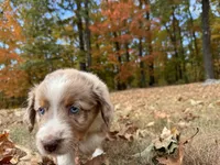 Sienna, a female Aussiedoodle for sale in Burlington, CT – Photo 6 of 10
