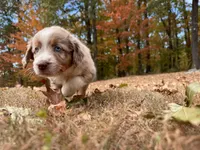 Sienna, a female Aussiedoodle for sale in Burlington, CT – Photo 3 of 10