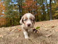 Sienna, a female Aussiedoodle for sale in Burlington, CT – Photo 1 of 10