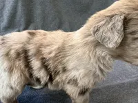 Sienna, a female Aussiedoodle for sale in Burlington, CT – Photo 4 of 10