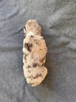 Sienna, a female Aussiedoodle for sale in Burlington, CT – Photo 8 of 10