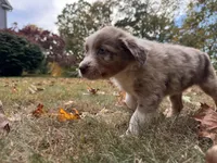 Sienna, a female Aussiedoodle for sale in Burlington, CT – Photo 2 of 10