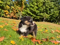 Magic, a male Australian Shepherd for sale in Burlington, CT – 7 of 10
