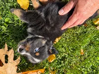 Ranger , a male Australian Shepherd for sale in Burlington, CT – 8 of 10