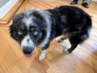 Kellly, a female Australian Shepherd for sale in Burlington, CT – 10 of 10