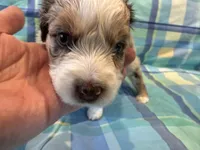 Scarlett, a female Aussiedoodle for sale in Burlington, CT – Photo 4 of 7