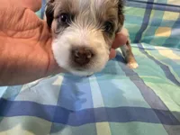 Scarlett, a female Aussiedoodle for sale in Burlington, CT – Photo 5 of 7