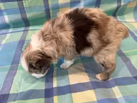 Scarlett, a female Aussiedoodle for sale in Burlington, CT – Photo 3 of 7