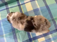 Scarlett, a female Aussiedoodle for sale in Burlington, CT – Photo 6 of 7