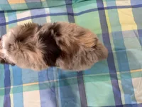 Scarlett, a female Aussiedoodle for sale in Burlington, CT – Photo 1 of 7