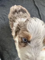 Scarlett, a female Aussiedoodle for sale in Burlington, CT – Photo 2 of 7