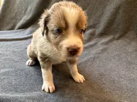 Venice, a female Aussiedoodle for sale in Burlington, CT – Photo 3 of 8