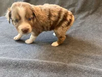 Venice, a female Aussiedoodle for sale in Burlington, CT – Photo 7 of 8