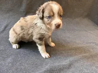 Venice, a female Aussiedoodle for sale in Burlington, CT – Photo 1 of 8