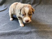 Venice, a female Aussiedoodle for sale in Burlington, CT – Photo 6 of 8