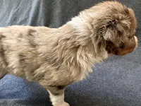 Venice, a female Aussiedoodle for sale in Burlington, CT – Photo 2 of 8