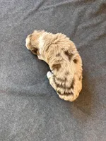 Venice, a female Aussiedoodle for sale in Burlington, CT – Photo 4 of 8