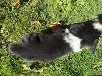 Ranger, a male Australian Shepherd for sale in Burlington, CT – 7 of 10