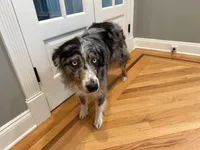 Kellly, a female Australian Shepherd for sale in Burlington, CT – Photo 5 of 10